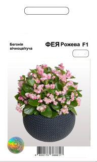 Бегонія Фея рожева  F1 АПГ (20шт)