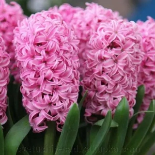 Гіацинт PINK SURPRSE (1шт)
