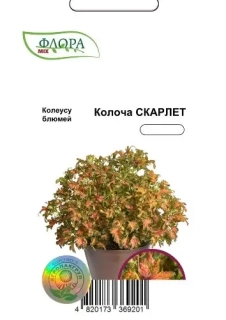 Колеус блюмей Колоча Скарлет (10шт)