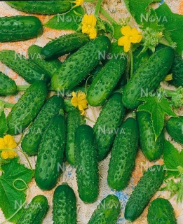 Огірки Артіст (1000шт)