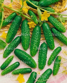 Огірки Аякс (500шт)