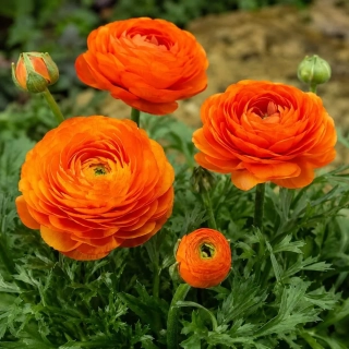 Лютики (ранункулус) Orange (1шт)