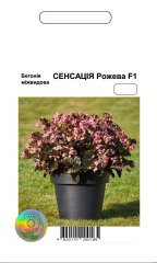 Бегонія Сенсація рожева F1  АПГ (20шт)