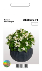 Бегонія Фея біла F1 АПГ (20шт)