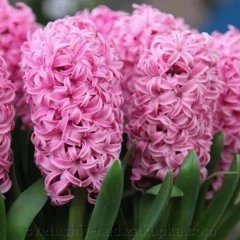 Гіацинт PINK SURPRSE (1шт)