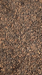 Фацелія (500г)