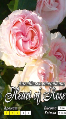 Троянда англійська плетиста Серце троянди Heart of Rose: