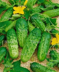 Огірки Гектор (1000 шт)