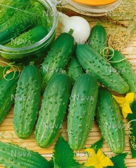 Огірки Маша  (1000шт)