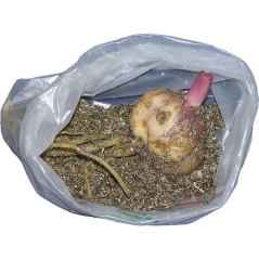 Лілія Піє Дольче