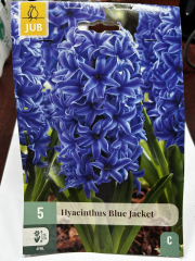 Гіацинт BLUE JACKET (1шт)