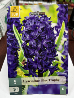 Гіацинт BLUE TROFY (1шт)