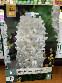 Гіацинт CARNEGIE (1шт)