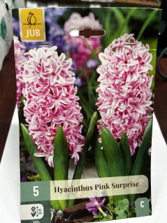 Гіацинт PINK SURPRSE (1шт)